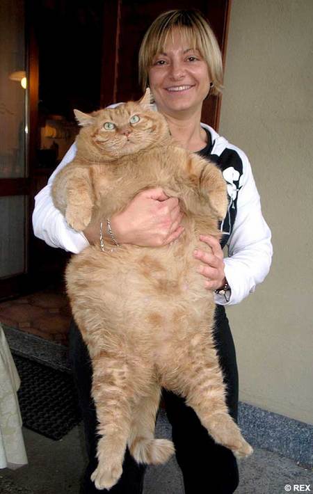 orazio-fat-cat.jpg