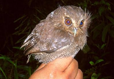 owlet-peru.jpg