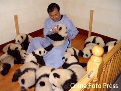 panda babies