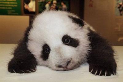 panda babies
