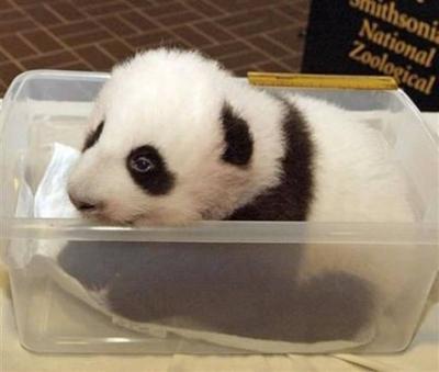panda babies