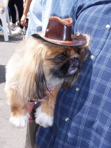 pekingese-cowboy.jpg