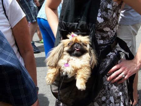 pekingese-princess-01.jpg
