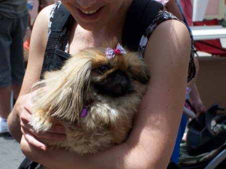 pekingese-princess-02.jpg