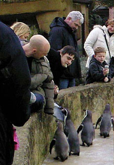 pete-doherty-penguin-01.jpg