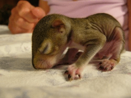 pic_11982649386729.gif