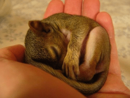 pic_1198264941719.gif