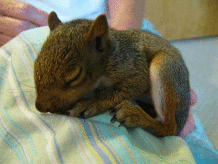 pic_11982649554412.gif