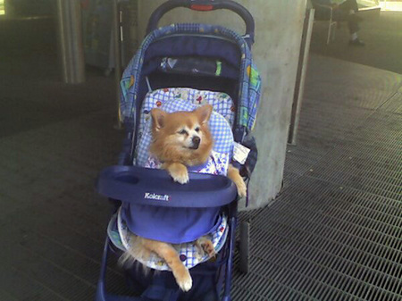 pomeranian-dress.jpg