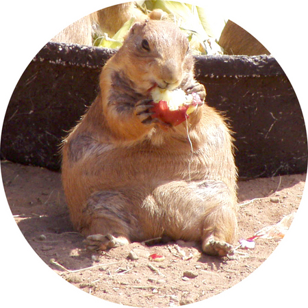 prairie-dog-apple.jpg