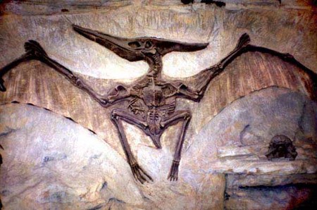 pterodactyl.jpg