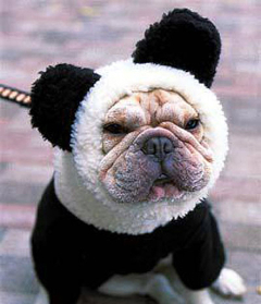 pug-panda.jpg