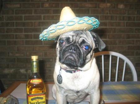pug-sombrero.JPEG