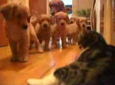 puppies-vs-cat.jpg