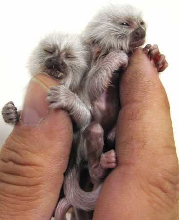 pygmy-marmoset.jpg