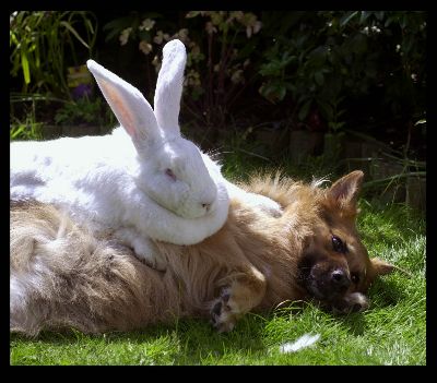 rabbit-dog.jpg