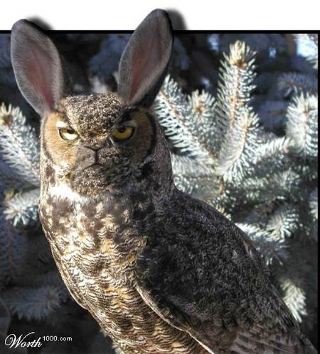 rabbit-owl-01.jpg