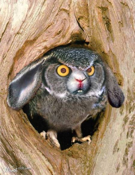 rabbit-owl-02.jpg