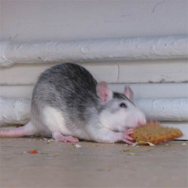 rat-eating.jpg