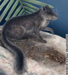 Laotian rock rat squirrel
