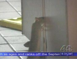 rats-kfc.jpg