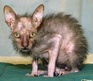 scary-cat.jpg