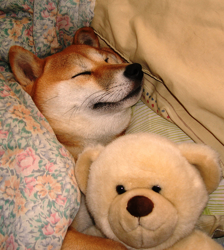 shiba-teddy.jpg