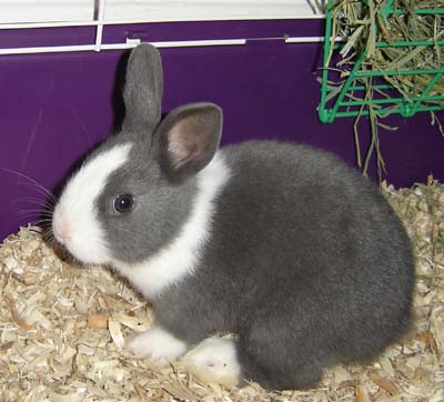 shimi-bunny.jpg