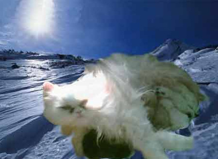 shimmering-kittens.jpg