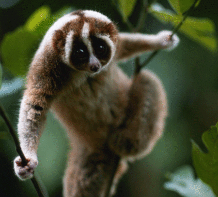 slow-loris.gif