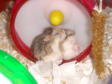 spooning-hamsters.jpg