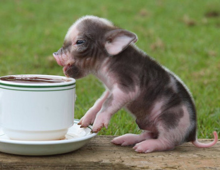 teacup-piglet-01.jpg