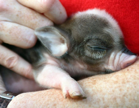 teacup-piglet-02.jpg