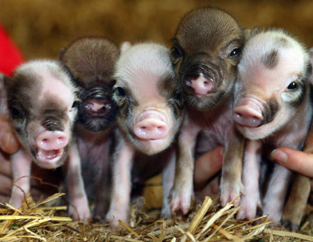 teacup-piglet-03.jpg