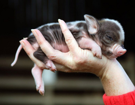 teacup-piglet-04.jpg