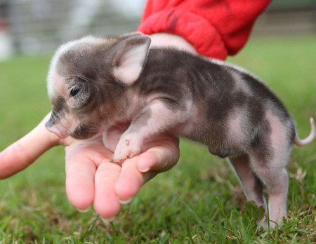 teacup-piglet-05.jpg
