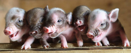 teacup-piglet-06b.jpg