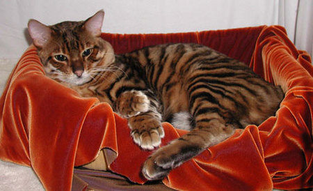 toyger-01.jpg