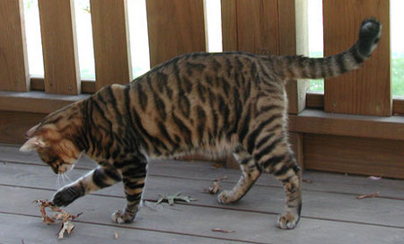 toyger-02.jpg