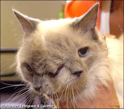 two-face-cat.jpg