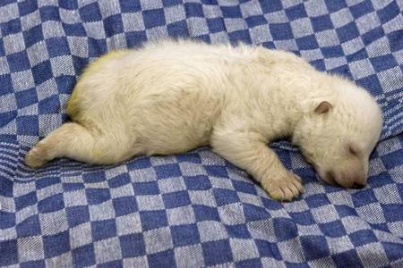 vera-polar-bear-01.jpg