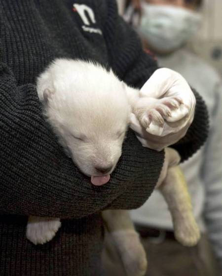 vera-polar-bear-02.jpg