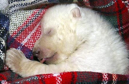vera-polar-bear-04.jpg