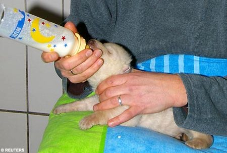vera-polar-bear-05.jpg
