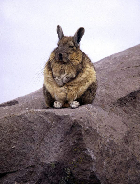 viscacha.jpg