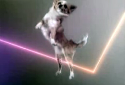 vitalic-dog.jpg