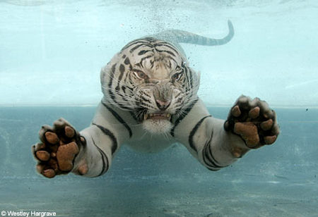 white-tiger-water.jpg