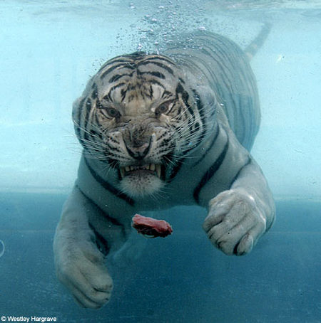 white-tiger-water02.jpg