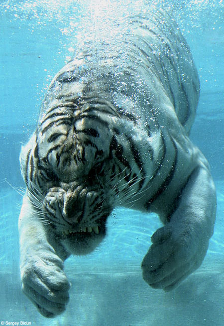 white-tiger-water03.jpg