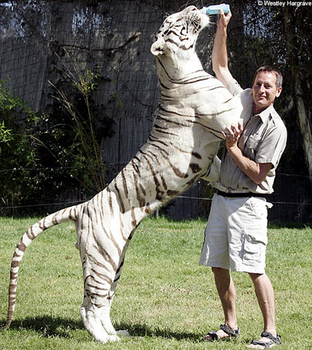 white-tiger-water04.jpg